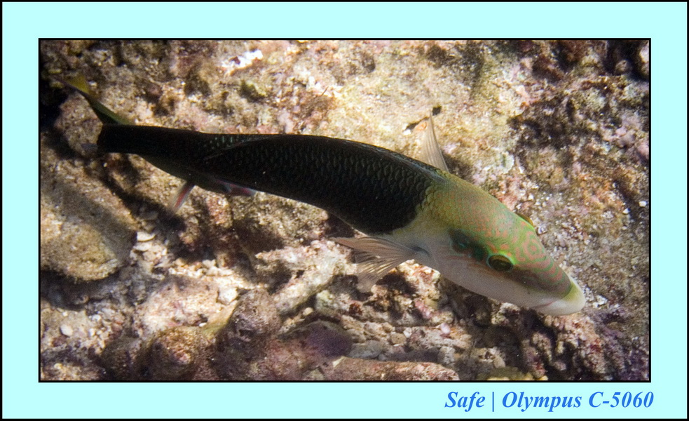 2006 - 07 - Perhentian - Plongee 200